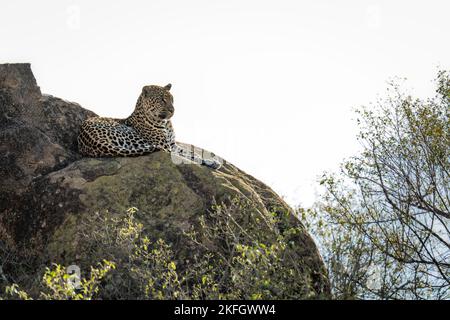 Leopardo si trova su roccia illuminata dal sole in alberi Foto Stock