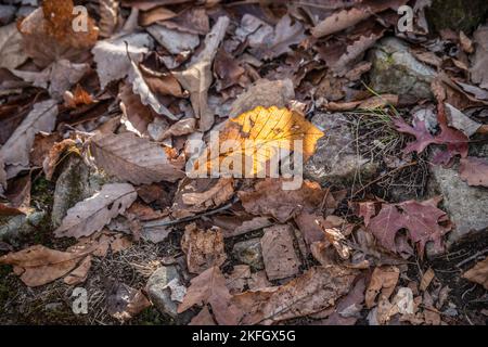 Una singola foglia seduta in verticale a terra con la luce del sole che la illumina circondata da altre foglie cadute nel tardo autunno Foto Stock