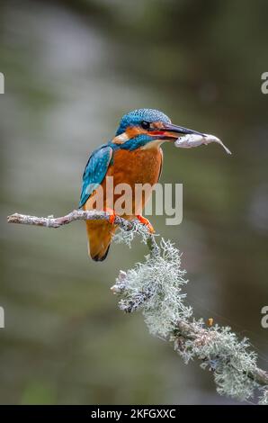 Un ritratto ravvicinato di un Martin pescatore maschio mentre siede appollaiato su un ramo sopra l'acqua. Ha avuto un'immersione di successo e ha un grande pesce nel suo becco Foto Stock