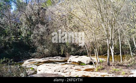 Parco naturale di Sant Llorens de Munt i l'Obac, Bages, regioni di Moyanés; Comarca del Valles Occidental, Barcellona, Catalunya, Spagna, Europa Foto Stock
