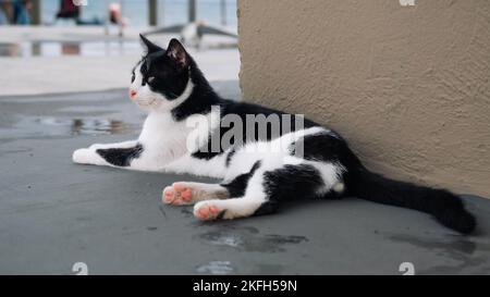 Piccolo gattino greco senzatetto nero e bianco gatto Basking al sole su Wet Road dopo la pioggia. Moraitika, Corfù, Grecia. Profondità di campo bassa Foto Stock