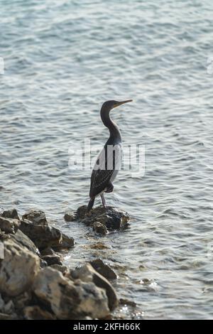 Uno scatto verticale di uno shag macchiato su un litorale in estate Foto Stock