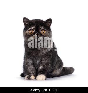 Carino tortie esotico gattino Shorthair gatto, seduto di fronte. Guardando verso la telecamera con testa rotonda e grandi occhi arancioni. Isolato su una parte posteriore bianca Foto Stock