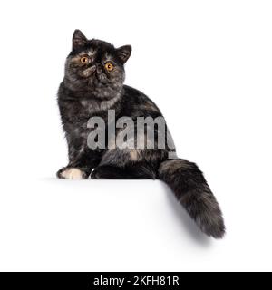 Carino tortie esotico gattino Shorthair gatto, seduto a lato con edhe con coda appesa giù. Guardando verso la fotocamera con testa rotonda e grande arancione Foto Stock