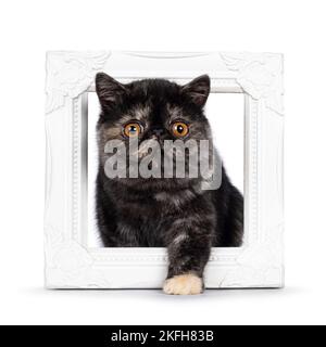 Cute tortie esotico Shorthair gatto gattino, passo attraverso bianco immagine cornice. Guardando verso la telecamera con testa rotonda e grandi occhi arancioni. Isolato su Foto Stock