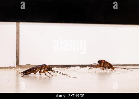 Scarafaggio americano sul pavimento, mangiare polvere briciole, all'interno della cucina Foto Stock