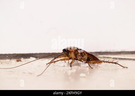 Scarafaggio americano sul pavimento, mangiare polvere briciole, all'interno della cucina Foto Stock