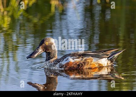 shoveler anatra nuota nel lago Foto Stock