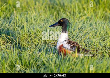 l'anatra shoveler siede nell'erba Foto Stock