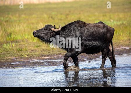 Bufalo d'acqua sull'acqua Foto Stock