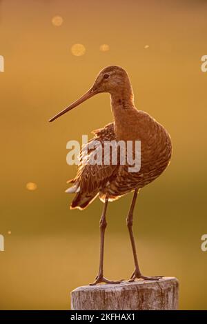 godwit dalla coda nera è in piedi sul palo Foto Stock