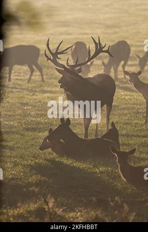Red deer Foto Stock