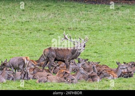 Red deer Foto Stock