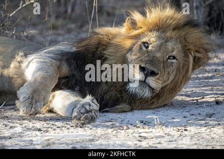 Leone menzogna Foto Stock