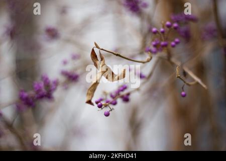 Callicarpa bodinieri (beautyberry Lamiaceae o Bodinier's beauty berry, American beautyberry, Callicarpa americana) bacche viola in inverno, vicino Foto Stock