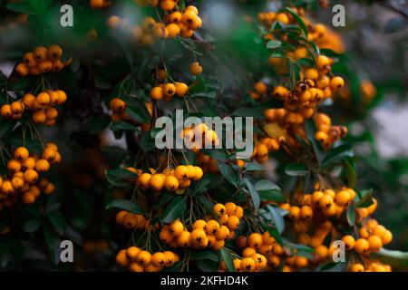 Bacche di rowan gialle mature primo piano che crescono in grappoli sui rami di un albero di rowan. Foto Stock
