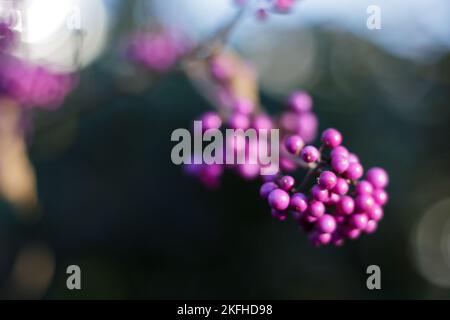 Callicarpa bodinieri (beautyberry Lamiaceae o Bodinier's beauty berry, American beautyberry, Callicarpa americana) bacche viola in inverno, vicino Foto Stock