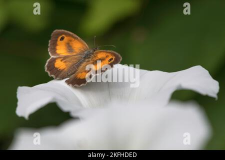 Farfalla gatekeeper arancione e marrone, Pitronia tithonus, su fiore bianco e sfondo verde. Foto Stock