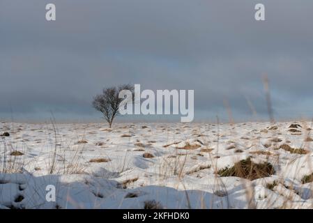 Lone albero sul Pennine ormeggio nella neve. Campi di neve in una fredda mattinata wintry. Foto Stock