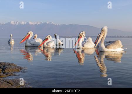 Nuoto dalmata Pelicans Foto Stock