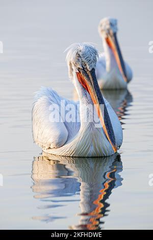 Nuoto dalmata Pelicans Foto Stock