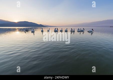 Nuoto dalmata Pelicans Foto Stock