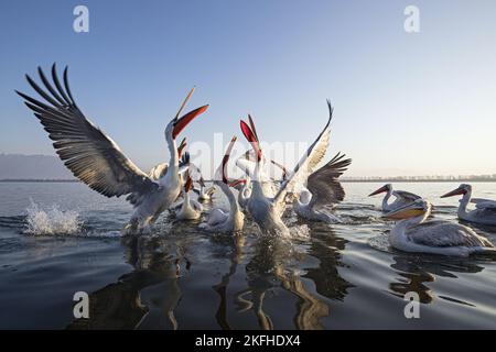 Pellicani dalmata Foto Stock