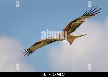 Aquilone rosso, Milvus milvus, Raptor e rapace che scivola attraverso il cielo. Primo piano immagine di Red Kite Bird di Prey. Foto Stock