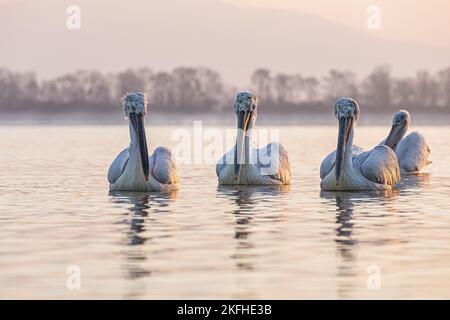 Nuoto dalmata Pelicans Foto Stock