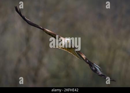 Aquilone rosso, Milvus milvus, Raptor e rapace che scivola attraverso il cielo. Primo piano immagine di Red Kite Bird di Prey. Foto Stock