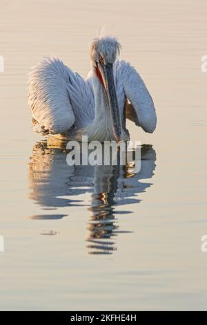 Nuoto dalmata Pelican Foto Stock