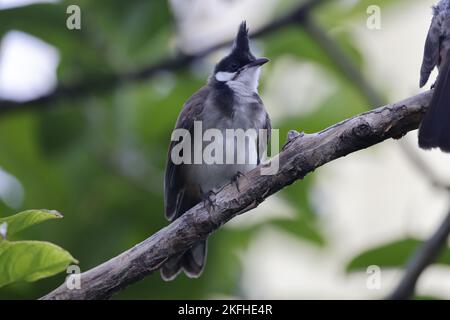 Un primo piano di un bulbul di whisky rosso arroccato su un albero Foto Stock