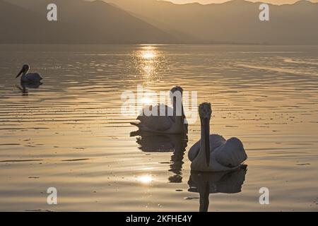 Nuoto dalmata Pelicans Foto Stock