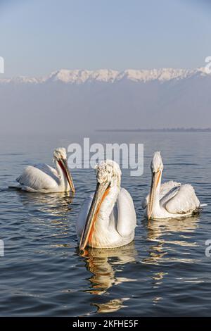 Nuoto dalmata Pelicans Foto Stock