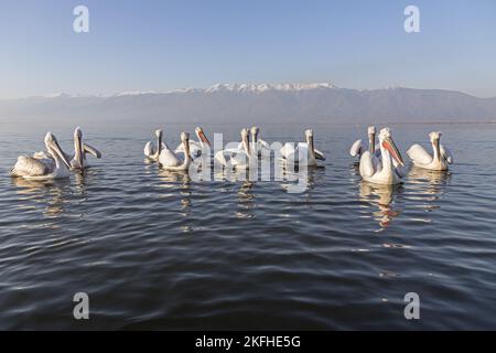 Nuoto dalmata Pelicans Foto Stock