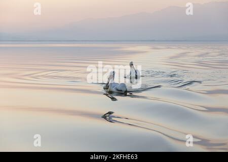 Nuoto dalmata Pelicans Foto Stock