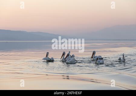 Nuoto dalmata Pelicans Foto Stock