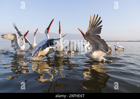 Pellicani dalmata Foto Stock