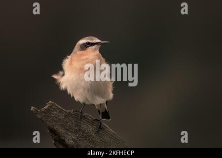Orecchio di grano del nord appollaiato su palo rustico rotto di recinzione di legno. Sfondo verde scuro chiazzato. Nome latino Oenanthe Foto Stock