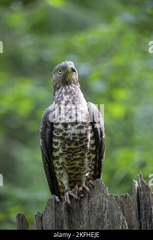 Sitting Honey Buzzard Foto Stock