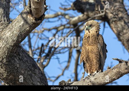 Bateleur Eagle seduto Foto Stock
