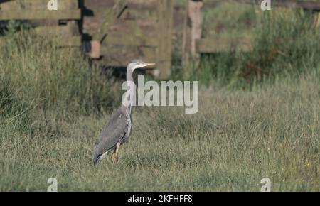Heron sul sentiero pubblico con vecchio cancello di legno sullo sfondo. Nome latino Ardeidae. Erba lunga sfocata in primo piano. Foto Stock