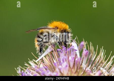 comune carder-ape Foto Stock