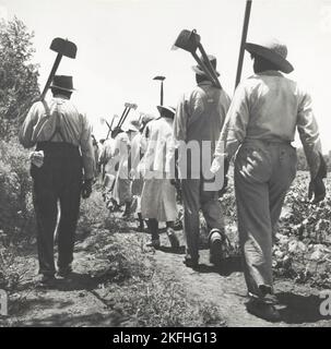 Queste zappe in cotone funzionano dalle 6:7 alle 22:$1,00 nei pressi di Clarksdale, Mississippi, da giugno a luglio 1937. Foto Stock