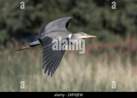 Airone grigio che sorvola la paludi. Verde fogliame sullo sfondo. Ali completamente allungate Foto Stock