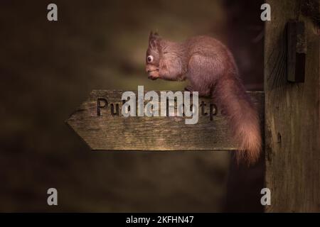 Beautiful red squirrel on a public footpath post. Rare red. Dark blurred background.  Latin name Sciurus vulgaris Foto Stock