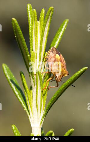 Insetto di frutta settentrionale Foto Stock