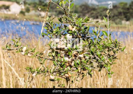 Escargot,lumache,su,una,quercia,pianta,a,Promenade des Pontons,passerella,passeggiata,passeggiata,escursione,trekking,lungo,il,etangs,paludi di sale,laghi,ex, lagune di sale,at,Peyriac,Peyriac de Mer,Etang Du Doul, et, De la Saline,agosto,estate,Aude,Sud del mondo,Francia,vita attiva,aria aperta,Francia,cielo,Francia,Francia, Foto Stock