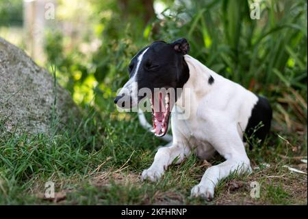 Un primo piano di un adorabile cane morbido Fox Terrier in un parco Foto Stock