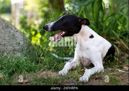 Un primo piano di un adorabile cane morbido Fox Terrier in un parco Foto Stock